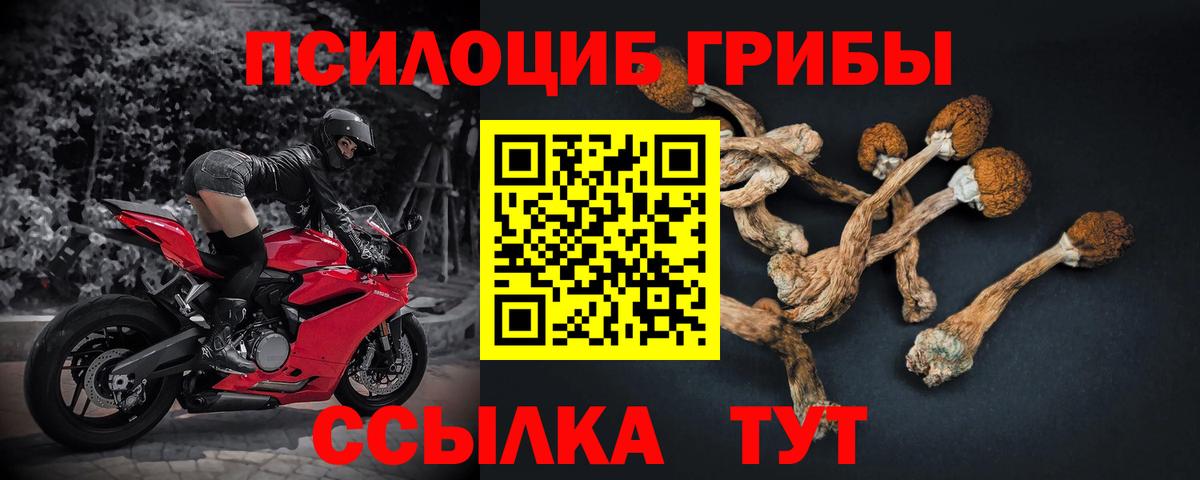 Киселёвск  Псилоцибиновые грибы мицелий  Вход с VPN  Галлюциногенные грибы прущие грибы 